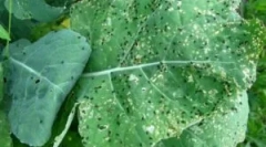 Зеле вредители и борба